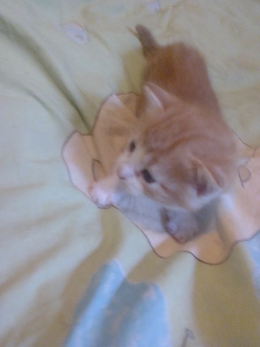 Гарнi  кошенята в добрi руки 5мiс