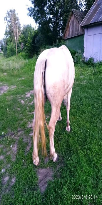 Лошиця вік 4 роки спокійна