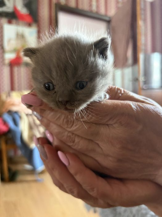 Британські кошенята