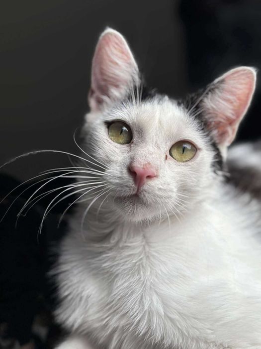 Młody Kokardek szuka domu