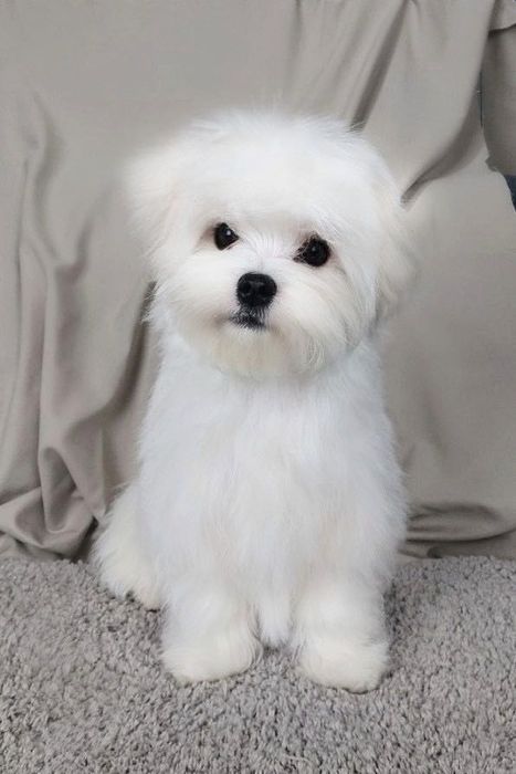 Мальтійська болонка