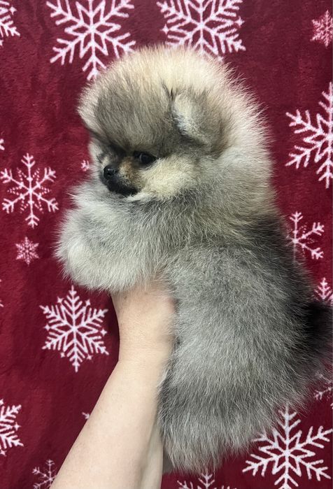 Померанский мальчишка.