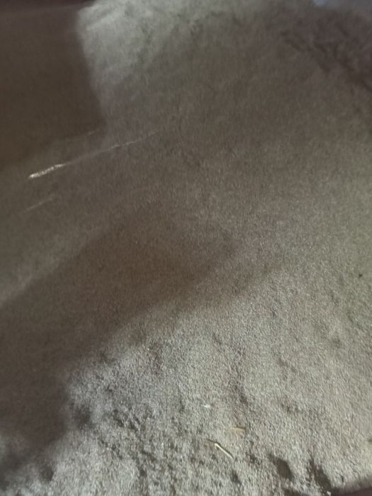 Żyto ozime zbiór 2025