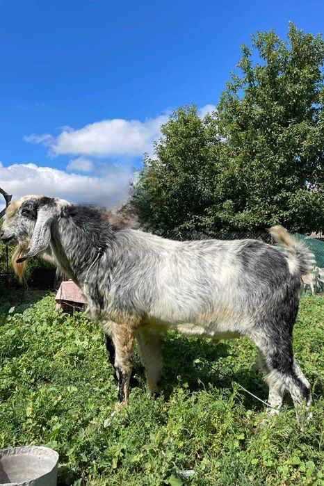 Продаю англо-нубійського козла, 100%