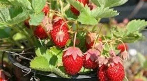 Саджанці полуниці "Корона"