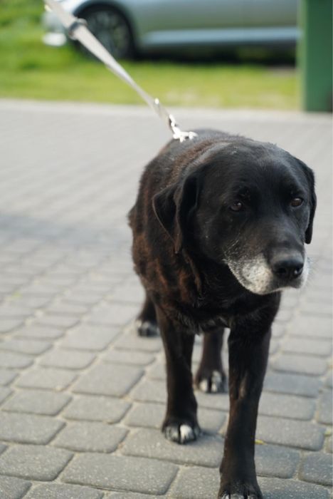 13 lat żył na łańcuchu. Pokaż mu czym jest prawdziwy dom!