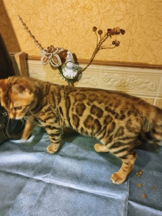 Бенгальский котенок - леопардовая кошка