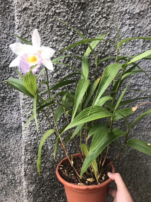 Orquidea Sobralia mirabilis