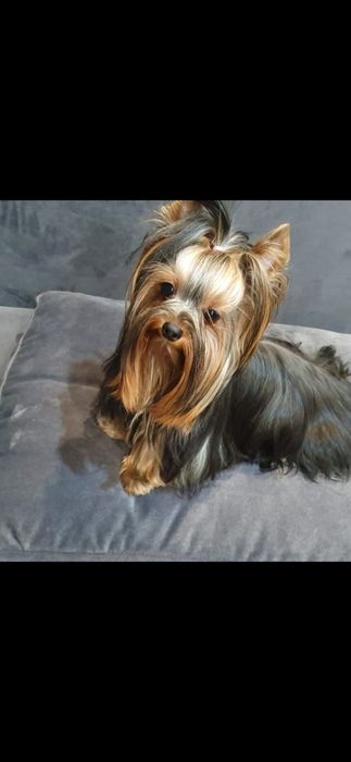 Yorkshire Terrier  gotowa do odbioru
