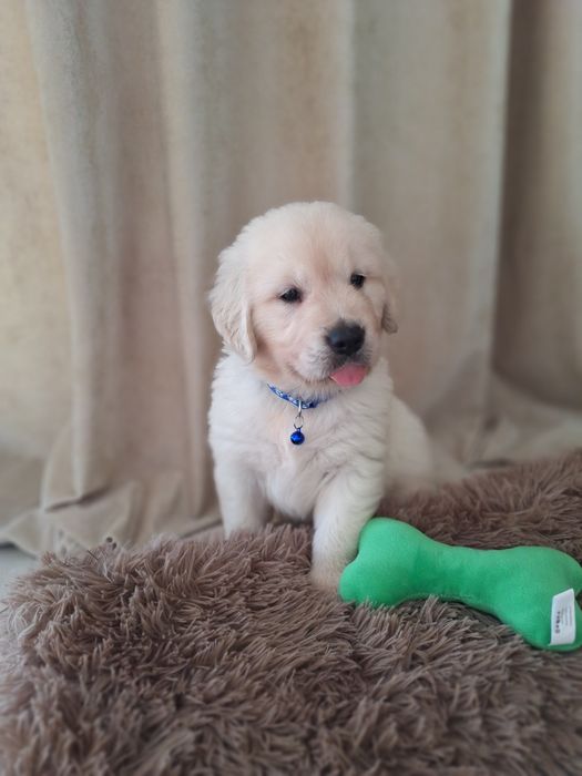 Piesek  golden retriever