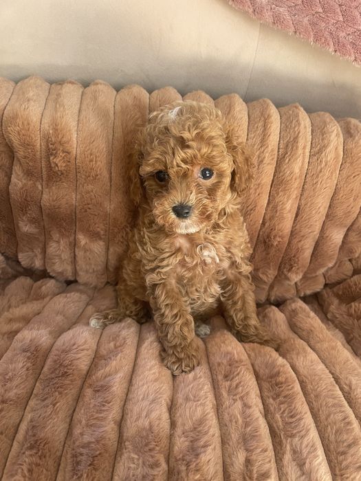 Pudel toy / miniatura RED płowy Do obioru