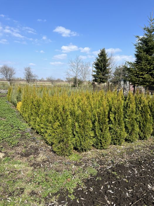 Туя смарагд,форевер голд,ялівець блю арроу.