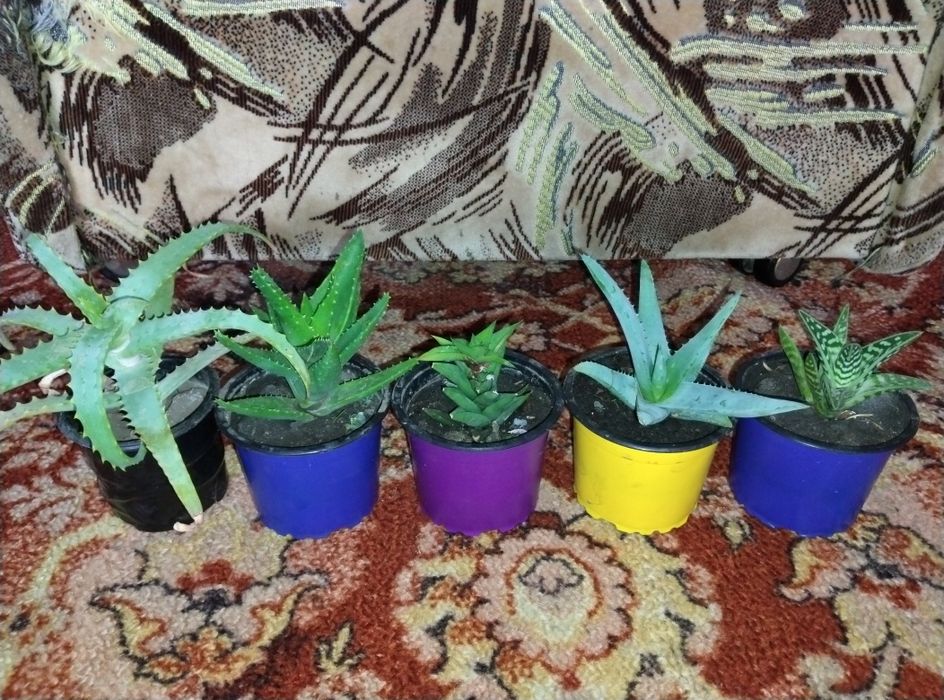 Алое Вера вазон лікарські рослини вазоны лекарственные растения