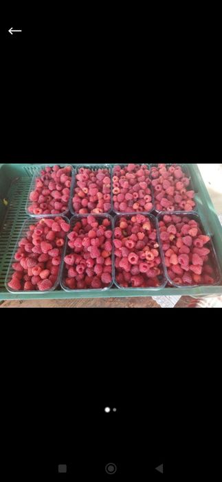 Малина свіжозбирана та заморожена.