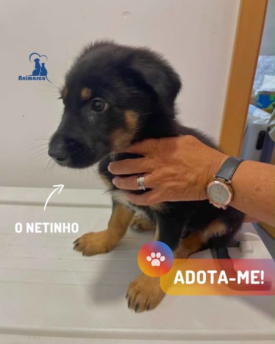 Netinho cachorro porte medio para adoção