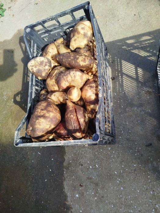 Batata doce yacon come-se cru igual á fruta