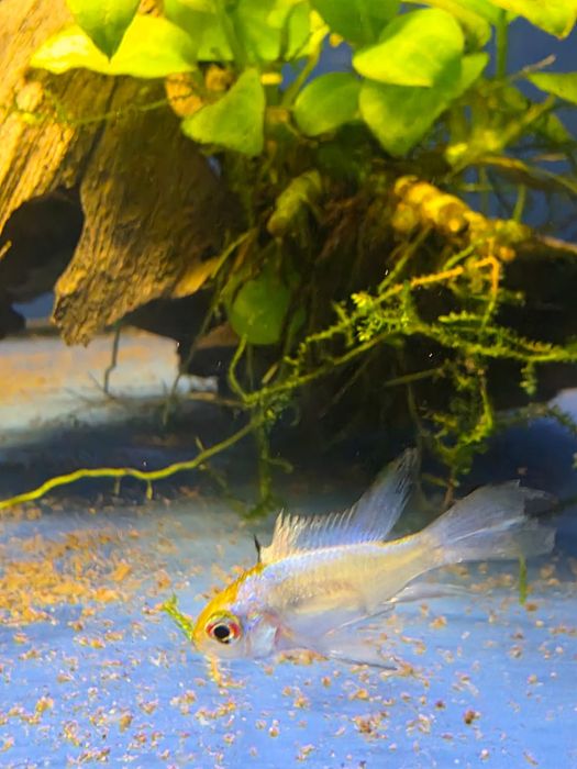 Rybki do akwarium - Ramireza Electric blue