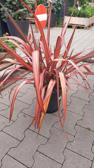 Len nowozelandzki "Evening Glow", intensywne barwy, sadzonka XXL!