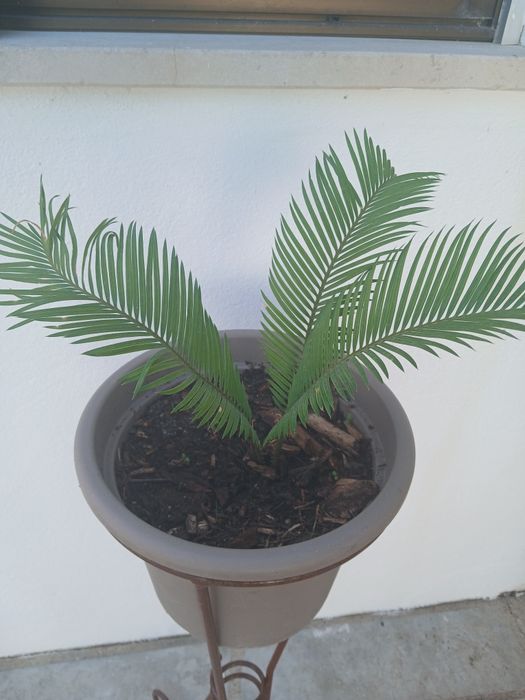 Ofereço o apoio e o vaso,na compra Palmeira Sagu(Cycas revoluta)