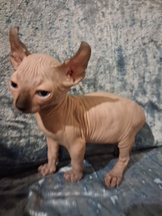 Кошенята сфінкс-ельф