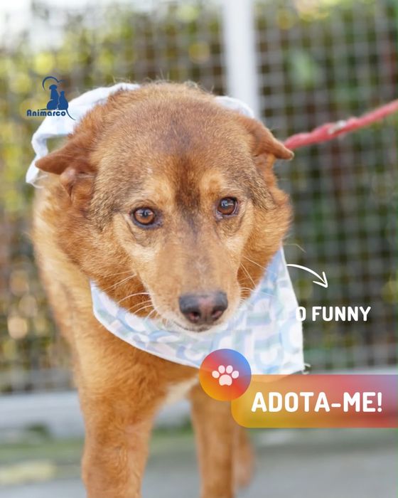Funny - cao porte medio - para adoçao