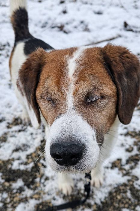Gałgan- niewidomy mix beagle w schronisku