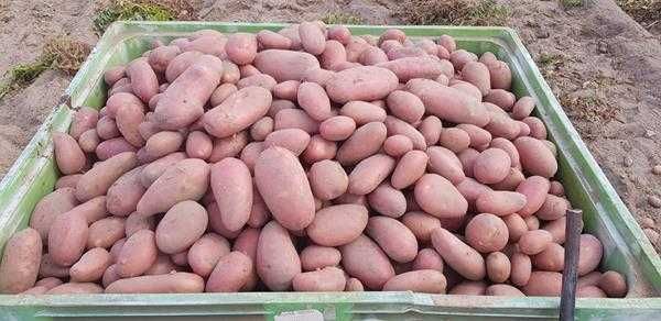 Batata Vermelha - ao Kg