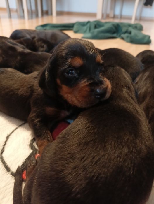 Gończy Polski Zapraszam do REZERWACJI