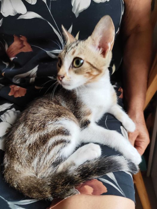 Gata bebé para adoção consciente