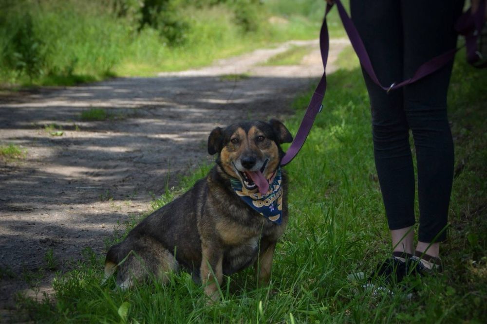 Wafelek szuka domu! Adopcja