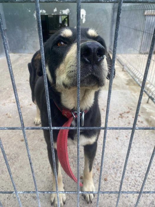 Diesel – zwykły, więc niewidzialny adopcja tymczas