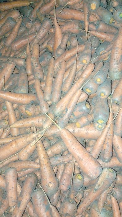 Продам моркву...