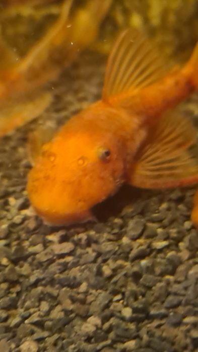 Młode glonojady red, krótka płetwa