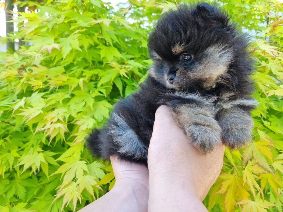 Piesek pomeranian szpic miniaturowy  orange black