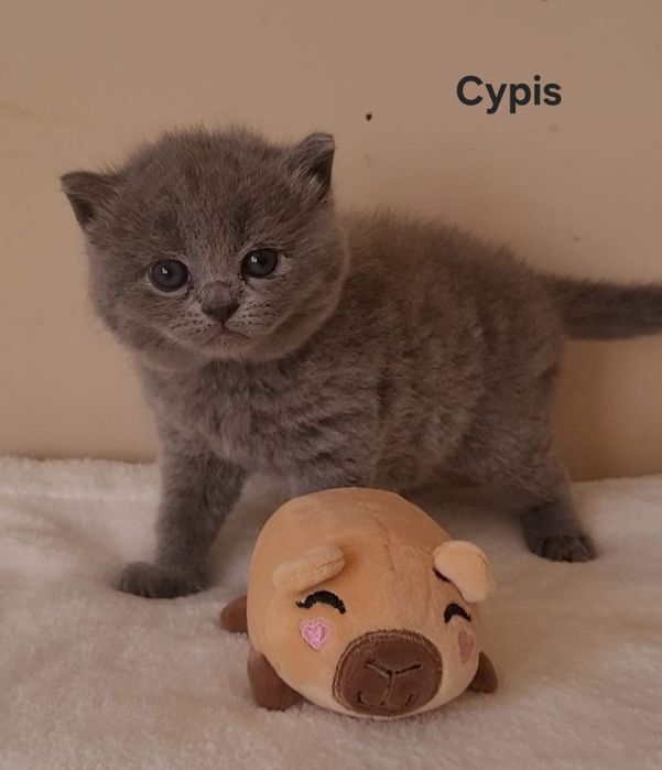 Kot brytyjski kocięta