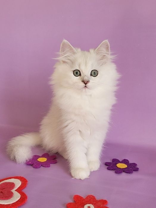 Британські кошенята срібляста шиншила