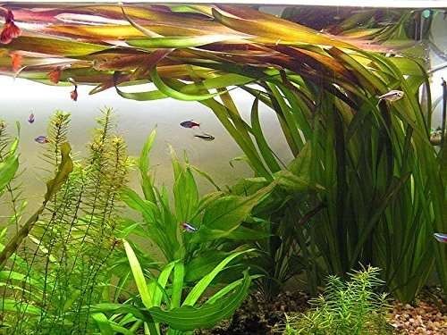 Vallisneria rubra nurzaniec trawa Wysyłka