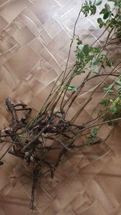 Продам саженцы чайной розы