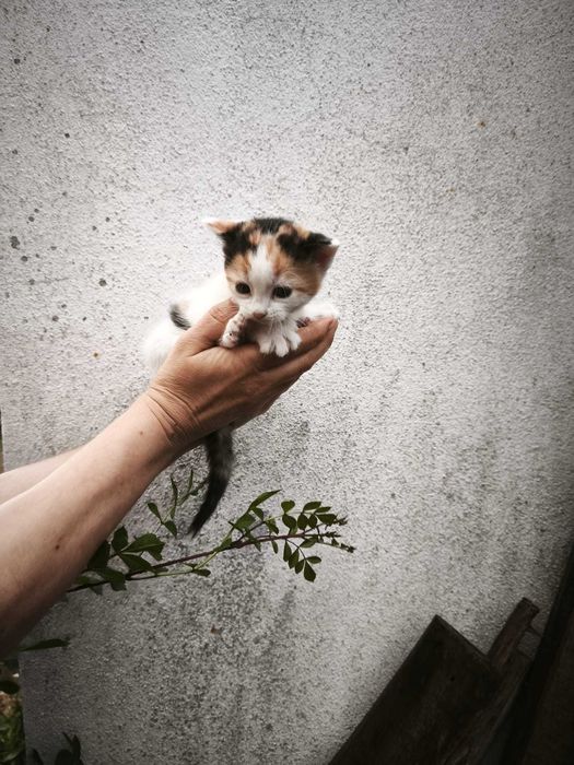 Gatinha bebé fêmeas para adoção