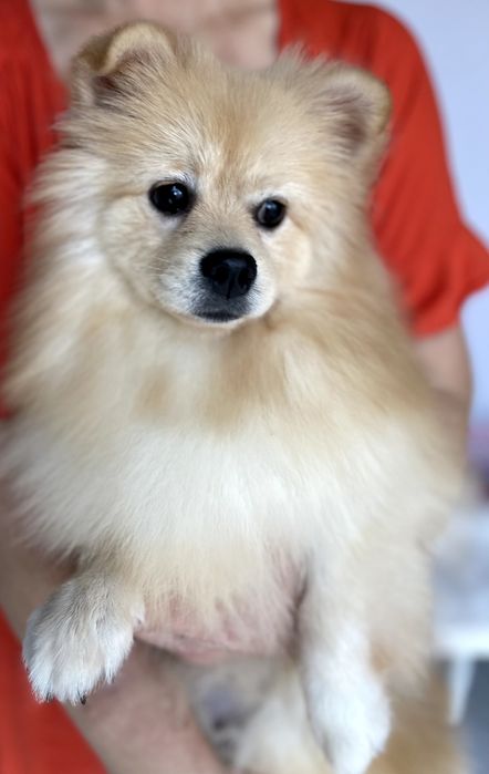 Померанські шпіци  чарівні хлопчики чекають на вас