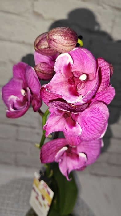 Орхідеї Квіти Сорт Дикий кіт Бамбула Бронзовий будда Пиріг Роттердам