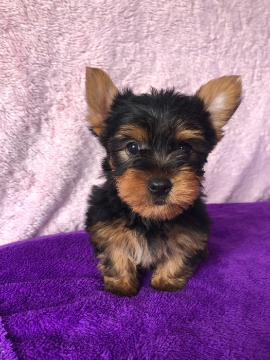 Macho Yorkshire Terrier