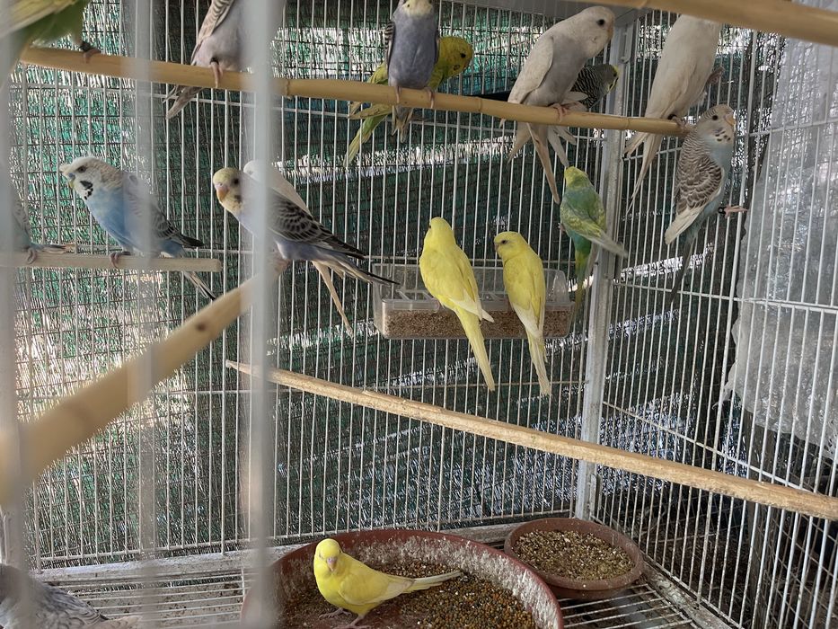 Vendo periquitos