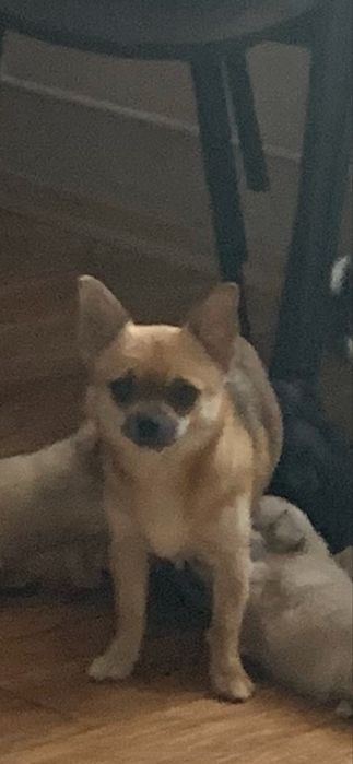 Chihuahua długowlosy samiec