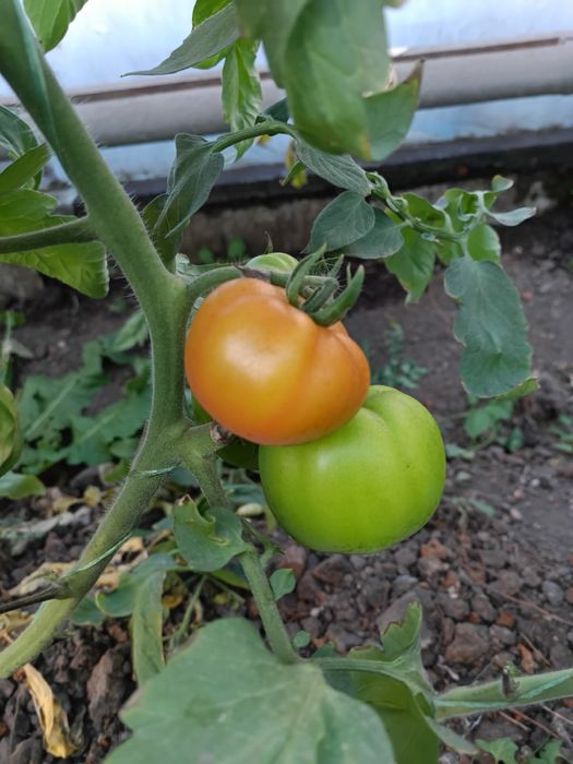 Продаж діючого тепличного бізнесу
