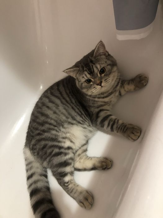 Котик потребує родини
