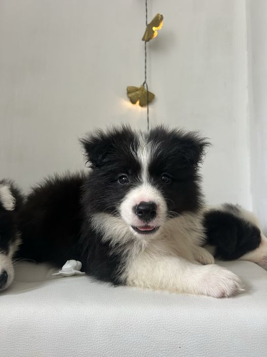 Border collie szczenię z rodowodem