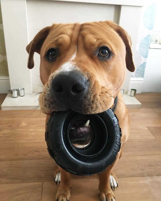 NOVO - Brinquedos Kong, Kong Toys, brinquedos para cão, borracha