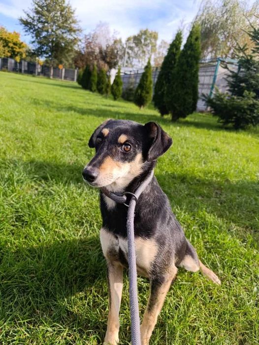 098628 NADZIEJA do adopcji