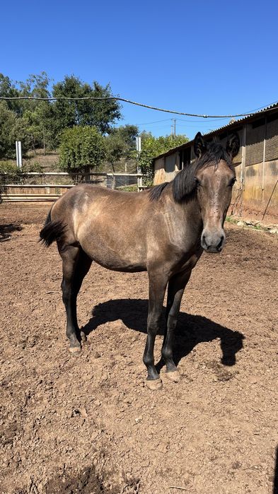 Egua puro sangue lusitano 1 ano